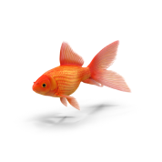 http://137.184.54.85/wp-content/uploads/2024/10/Goldfish.H03.2k-1.png