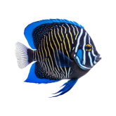 http://137.184.54.85/wp-content/uploads/2024/10/peixe-azul.png